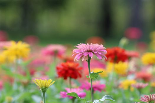 Zinnia elegans pink flowers beautiful petal colorful in the garden the nature bright and freshness  background