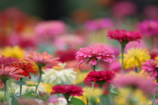 Zinnia elegans pink flowers beautiful petal colorful in the garden the nature bright and freshness background	