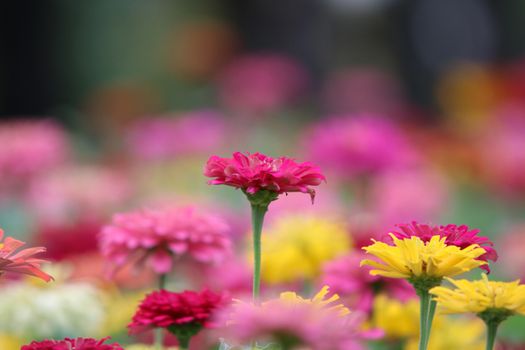 Zinnia elegans pink flowers beautiful petal colorful in the garden the nature bright and freshness background	