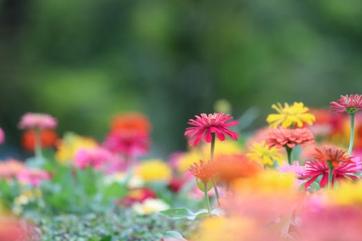 Zinnia elegans pink flowers beautiful petal colorful in the garden the nature bright and freshness background	