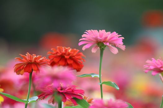 Zinnia elegans pink flowers beautiful petal colorful in the garden the nature bright and freshness background	
