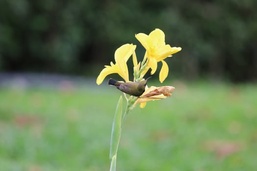 Yellow-bellied sunbird holding on Yellow Canna beautiful flowers in the park small bird animal wildlife find nectar from flower