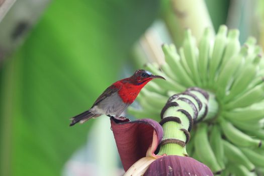 Crimson Sunbird animal wildlife beautiful color freedom in forest holding on banana flower in the nature background Thailand country