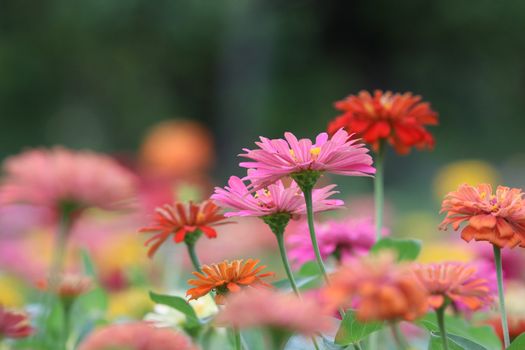 Zinnia elegans pink flowers beautiful petal colorful in the garden the nature bright and freshness background	