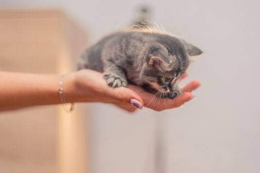 Cute gray kitten sits on the hands