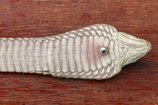 Tanned skin of Ophiophagus hannah. Close up of belt of the most venomous snake on Bali island in Indonesia. Product from leather workshop. King cobra also known as hamadryad, species of venomous snake