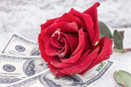 Red and frozen rose lies on banknotes in the snow in the winter in the park