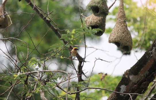 Asian Golden-Weaver a lot of family bird nest on tamarind tree in the nature