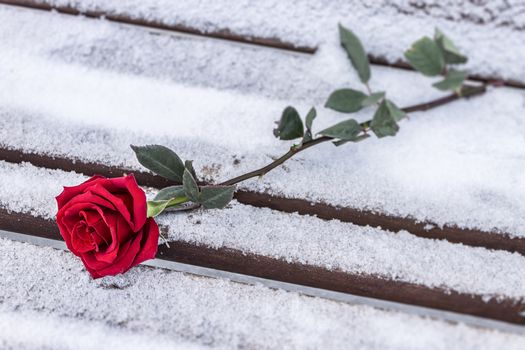Scarlet rose lies in the snow on a park bench, forgotten by someone because of an unsuccessful date