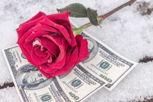 A red flower lies in the snow on top of money as a symbol of the purchase of love