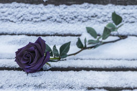 A black rose lies in the snow on a bench in the cold winter. Black rose in winter as a symbol of separation and sadness