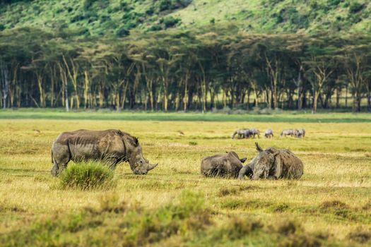 Three white rhinoceros also known as Ceratotherium simum relaxing in Lake Nakuru National Park, Kenya.