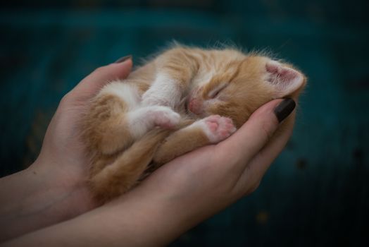 Cute little kitten with eyes closed rests in human hands