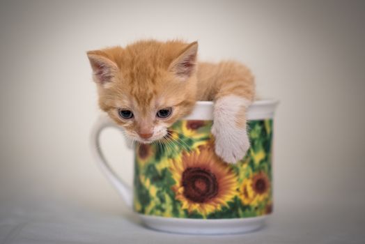 Cute little kitten in cup trapped in a cup