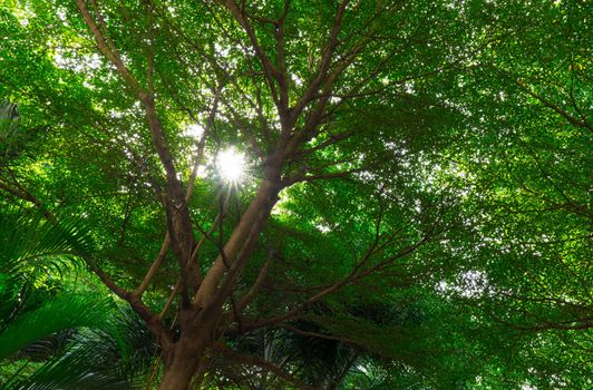 Tree gardren view from gate corridor with sunlight and sun shade in warm shady or pleasant concept