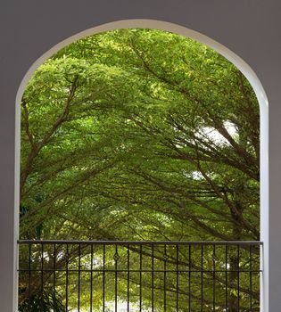 tree branches garden from arch window balcony in morning time