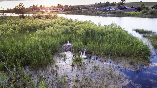 A family of swans grows chicks in a nest on a river near the village