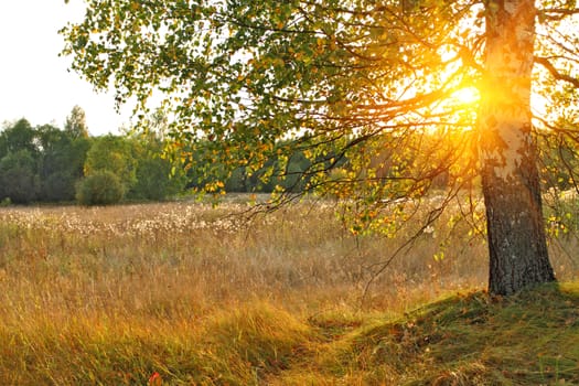 Sunrise or sunset among birch with young leaves. The sun shining through the branches of tree.