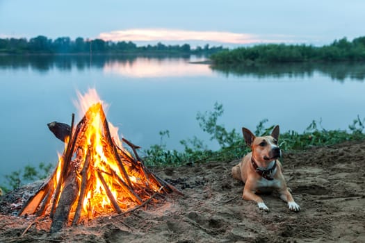 The dog lies by the fire on the riverbank. Evening landscape