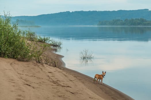 A gentle sandy beach near the river. Flying landscape by the river.