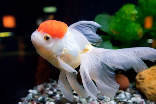Goldfish in aquarium with green plants, snag and stones
