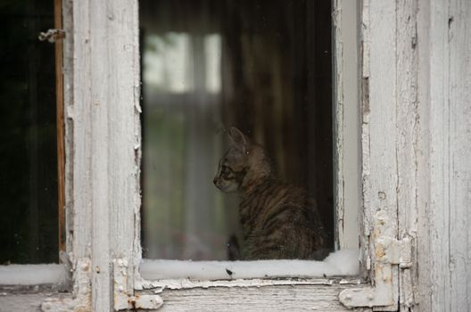 The cat is sitting in a room behind an old time window in an old house, gray