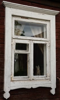 Cat sitting in a room behind an old time window in an old house, gray