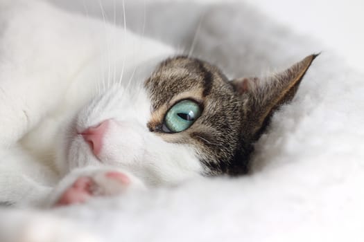 Close up of tabby cat sleeping in his bed