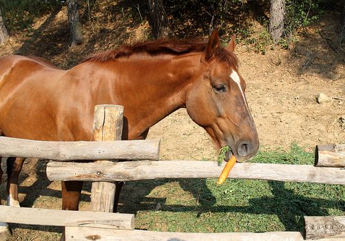 Brown horse eating a carrot