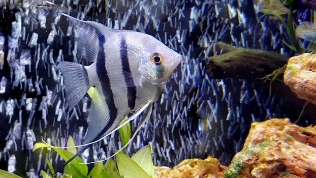 Angelfish - Pterophyllum scalare in aquarium