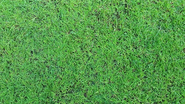 Green Lawn Background