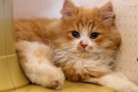 Beautiful two-month-old Persian cat resting. Pets