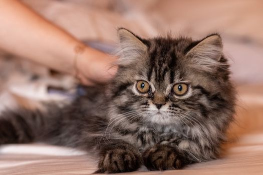 Beautiful two-month-old Persian cat resting. Pets