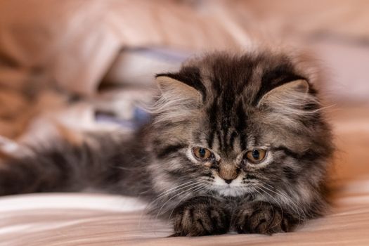 Beautiful two-month-old Persian cat resting. Pets