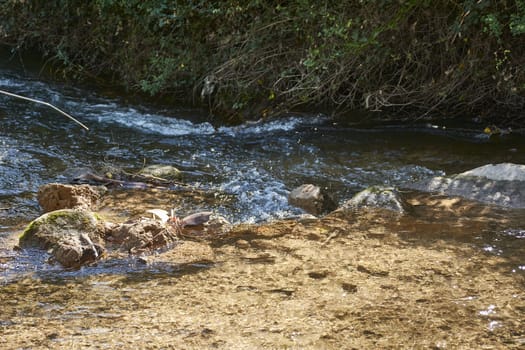 Mountain river with calm and transparent waters, nature, vegetation, flowers