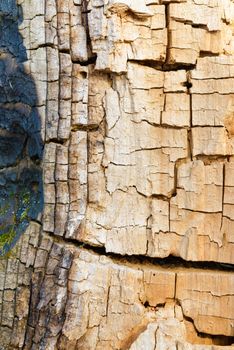 Detail of the crackles on the trunk of an old tree without bark