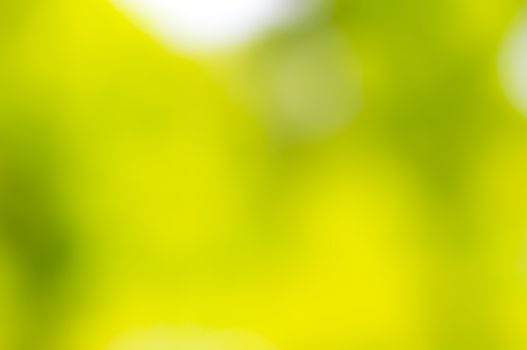 A natural green - yellow bokeh blur of flowers, herbs, plants and trees in a meadow