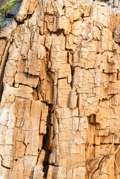 Detail of the crackles on the trunk of an old tree without bark