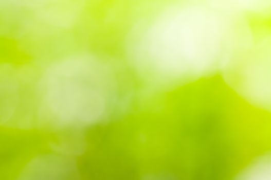 A natural green - yellow bokeh blur of flowers, herbs, plants and trees in a meadow