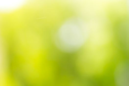 A natural green - yellow bokeh blur of flowers, herbs, plants and trees in a meadow