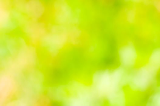 A natural green - yellow bokeh blur of flowers, herbs, plants and trees in a meadow