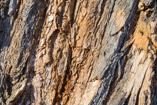 Detail on the bark of a big old tree