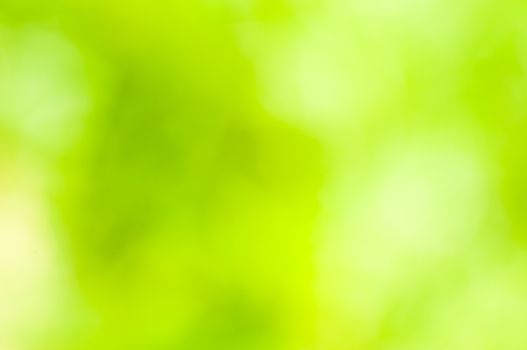 A natural green - yellow bokeh blur of flowers, herbs, plants and trees in a meadow