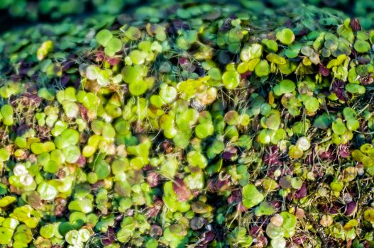 A natural texture of lily germs in the river