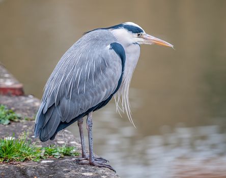 heron stood by water