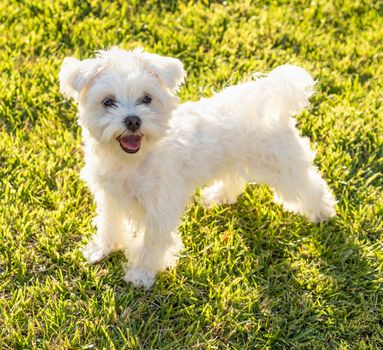 Adorable Maltese Puppy Playing In The Yard.