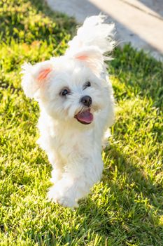 Adorable Maltese Puppy Playing In The Yard.