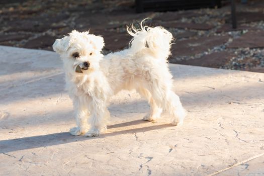 Adorable Maltese Puppy Playing In The Yard.