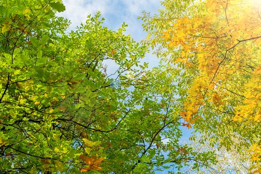 yellow and green autumn maple and oak leaves on the branches of trees against a blue sky with sun highlights