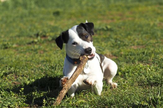 Jack Russell Terrier dog, lies on the grass and bites the stick